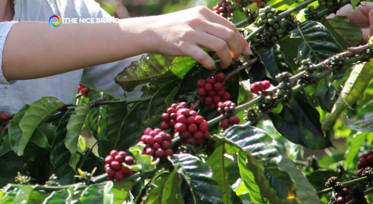 เนสกาแฟ เปิดโครงการเนสกาแฟ แพลน 2030 สานต่อเกษตรเชิงฟื้นฟู