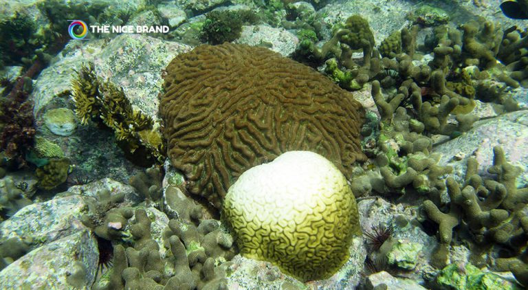 เปลี่ยนคาร์บอน เป็น ‘หินแร่’ ในปะการังเทียม สร้างสมดุลย์โลก