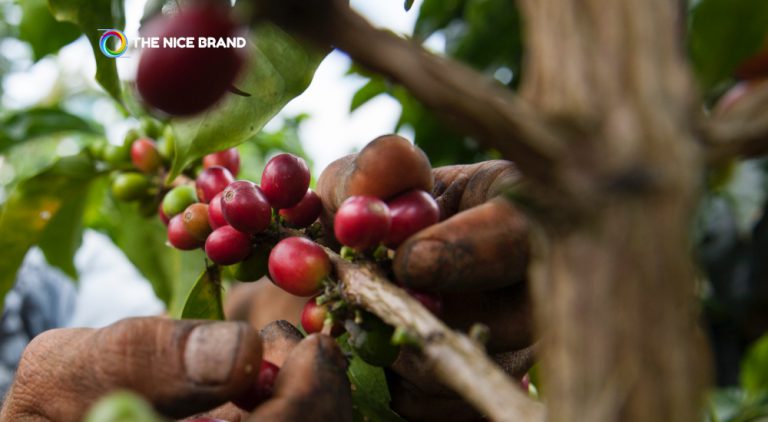 ‘เนสกาแฟ แพลน 2030’ ปลูกกาแฟให้ยั่งยืน