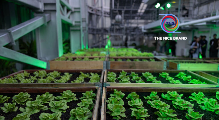 โรงแรมดับเบิ้ลยู ผสานศิลปะ-ความยั่งยืน เปิดฟาร์มผักบนดาดฟ้า ชูแนวคิด “Nurture Gaia รักษา กายา”